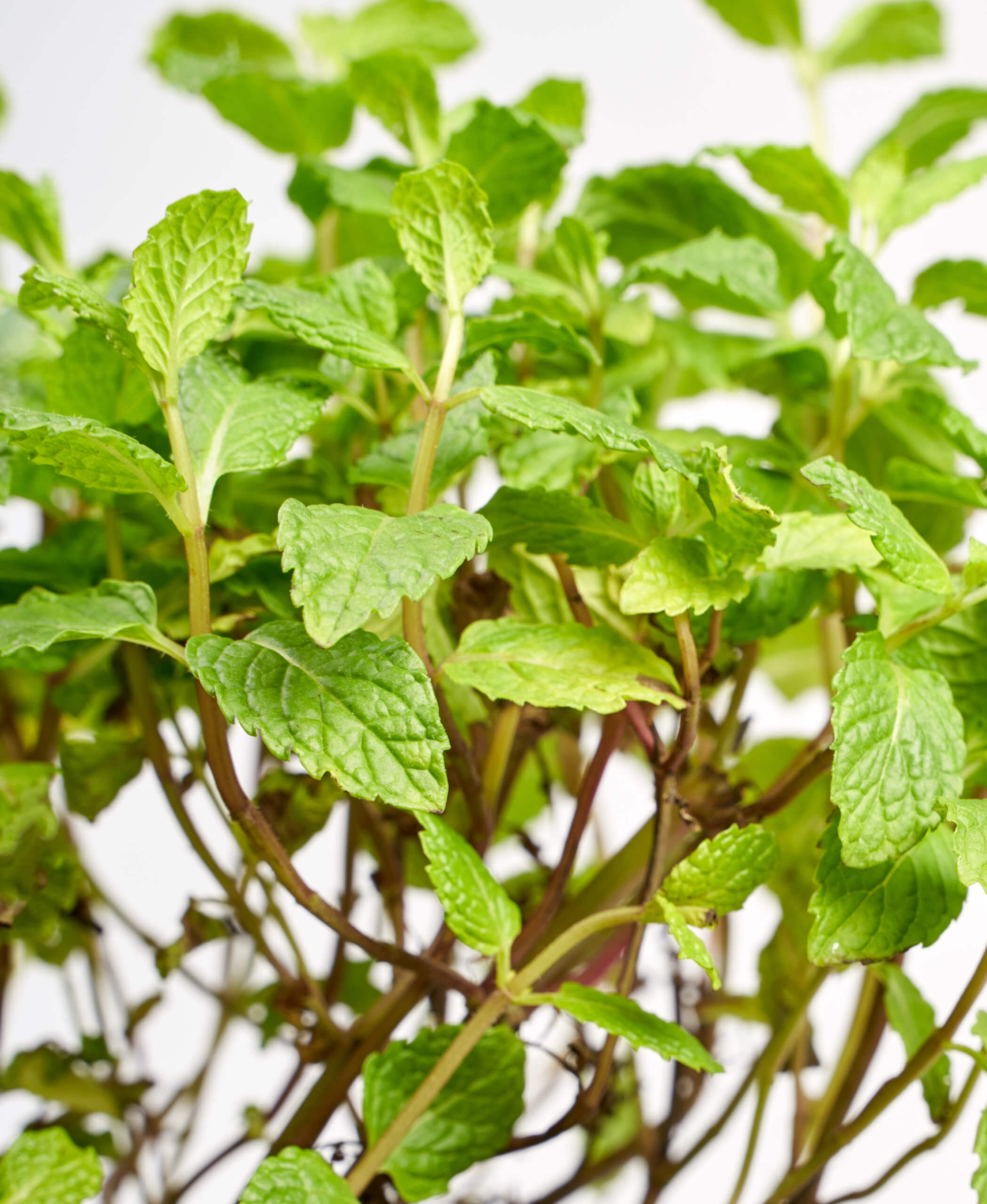 Buy Bloomscape Potted Mint