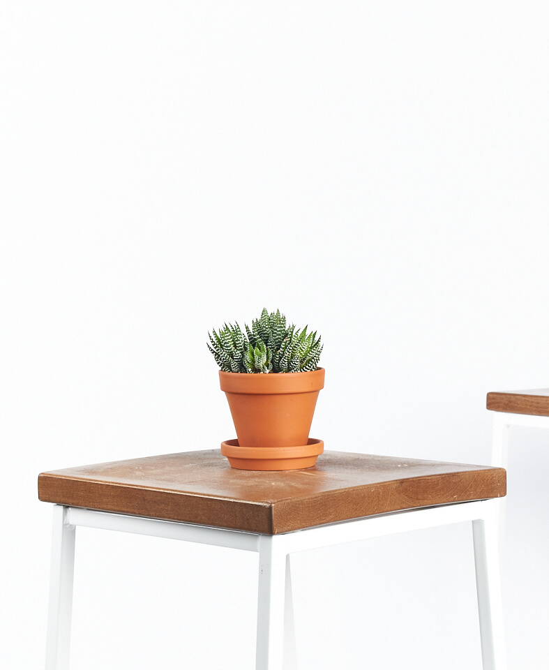 Buy Bloomscape Potted Aloe and Friend Collection