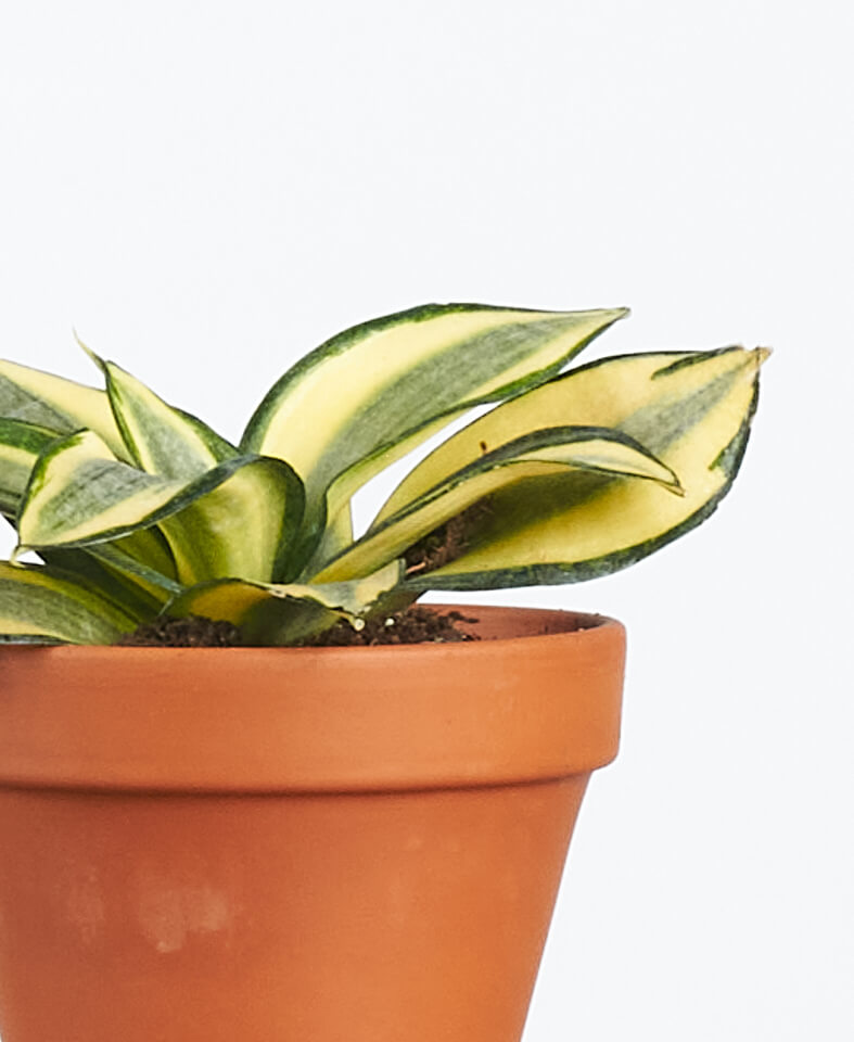 Buy Bloomscape Potted Easy Peasy Collection