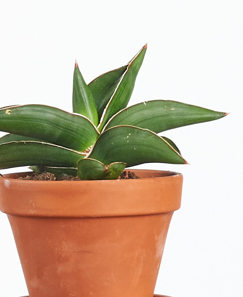 Buy Bloomscape Potted Easy Peasy Collection