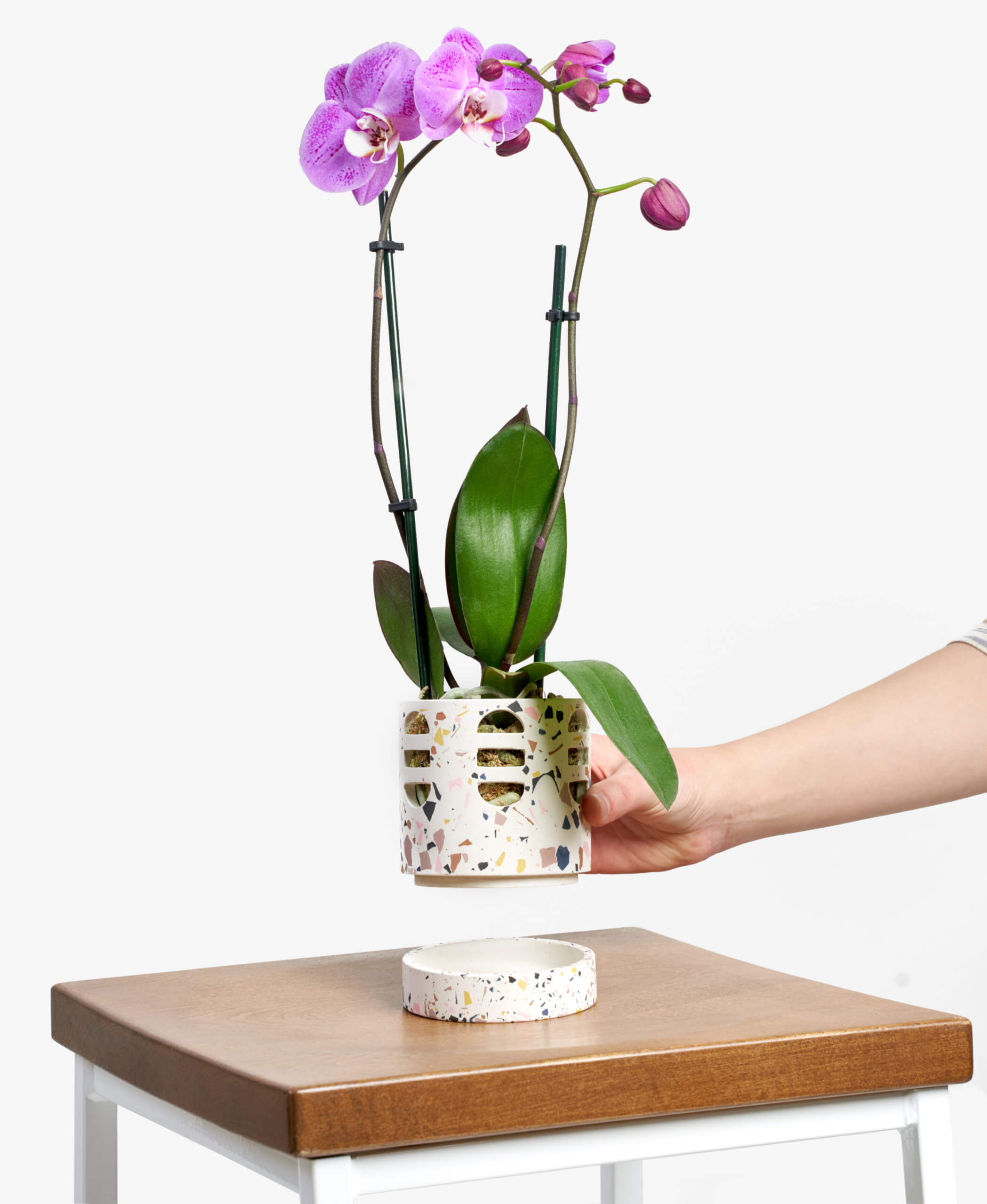 Buy Bloomscape Potted Orchid Phalaenopsis