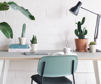 Bloomscape: Indoor Cactus Care 101