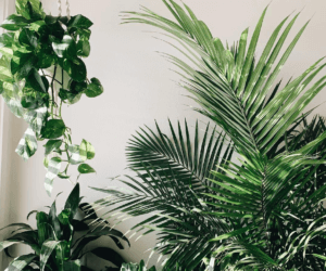 The Plant Care Chronicles: Ricky Dorn