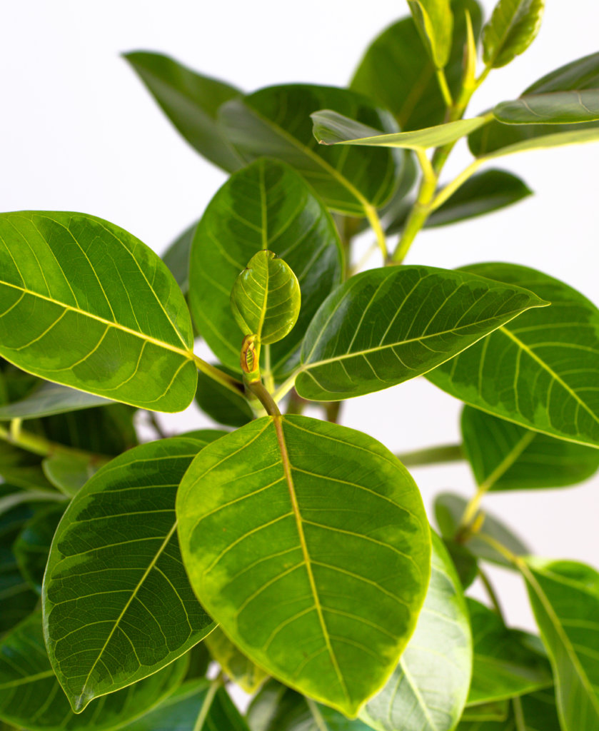 Buy Bloomscape Potted Ficus Altissima