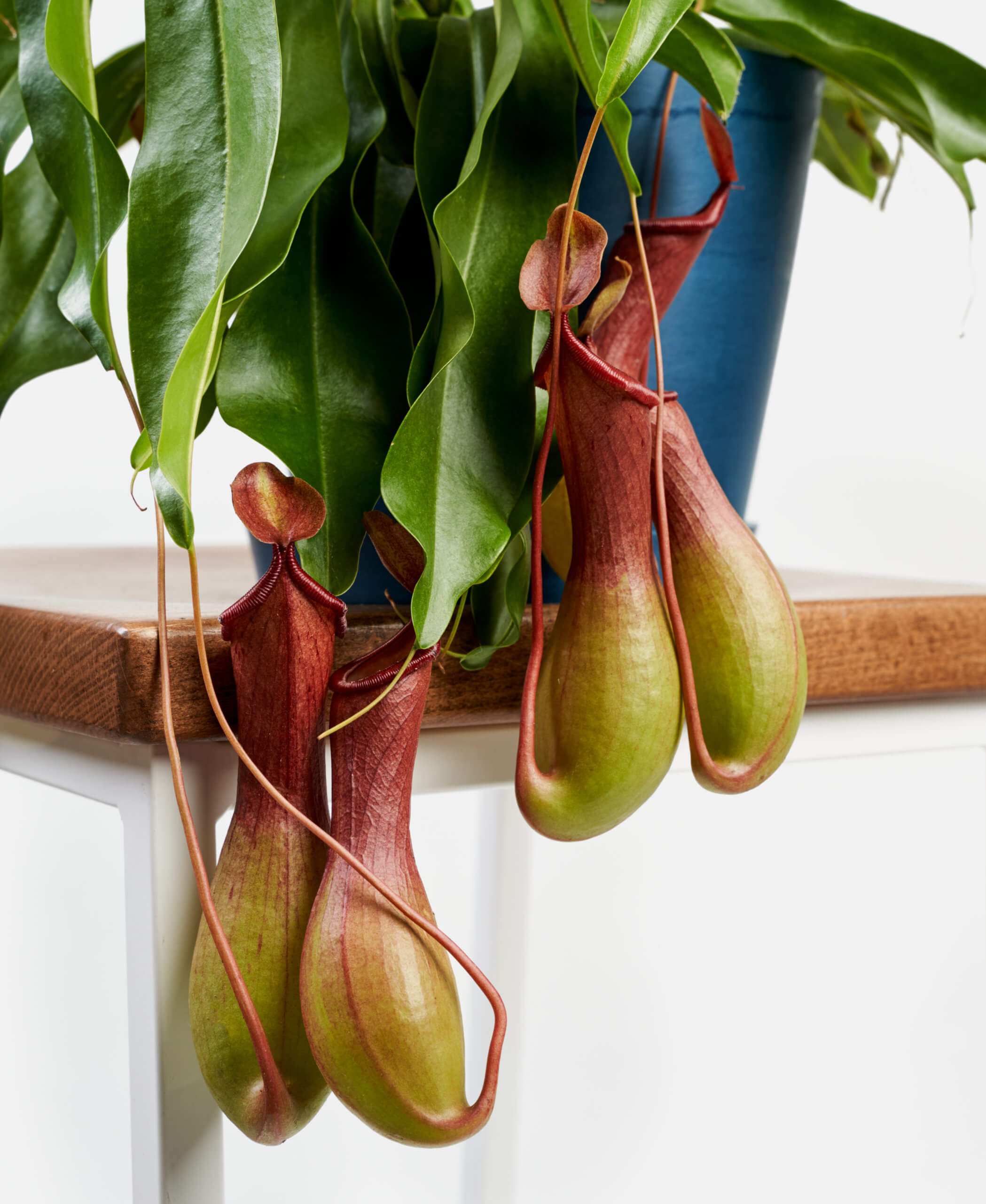 Buy Bloomscape Potted Nepenthes Pitcher Indoor Plant