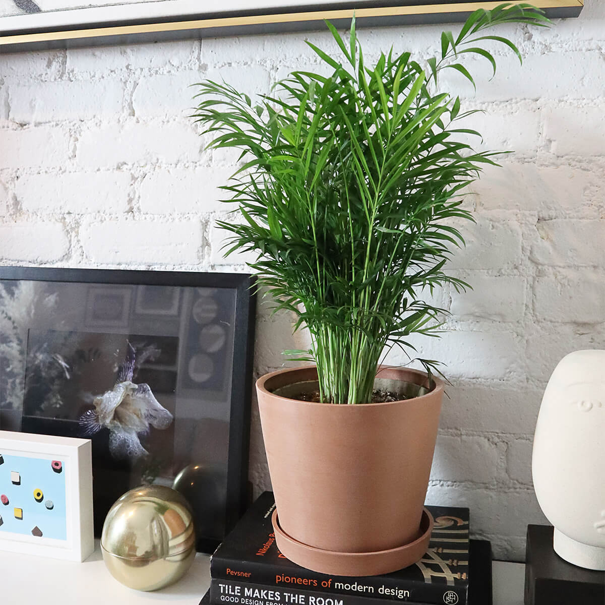 Parlor Palm as a non-toxic indoor plant for cats