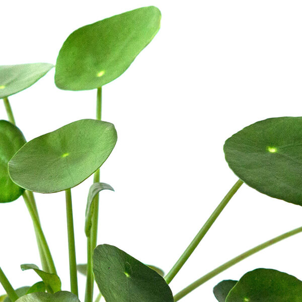 Pilea Care