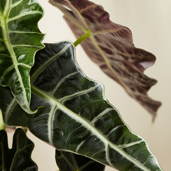 Alocasia Care
