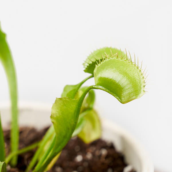 Carnivorous Plant