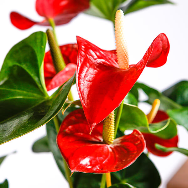 Anthurium Care