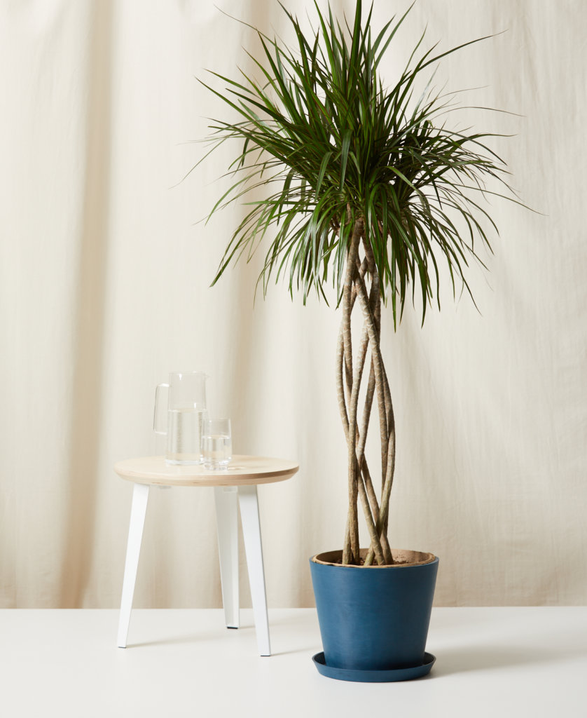 Buy Bloomscape Potted Dracaena Marginata Open Weave