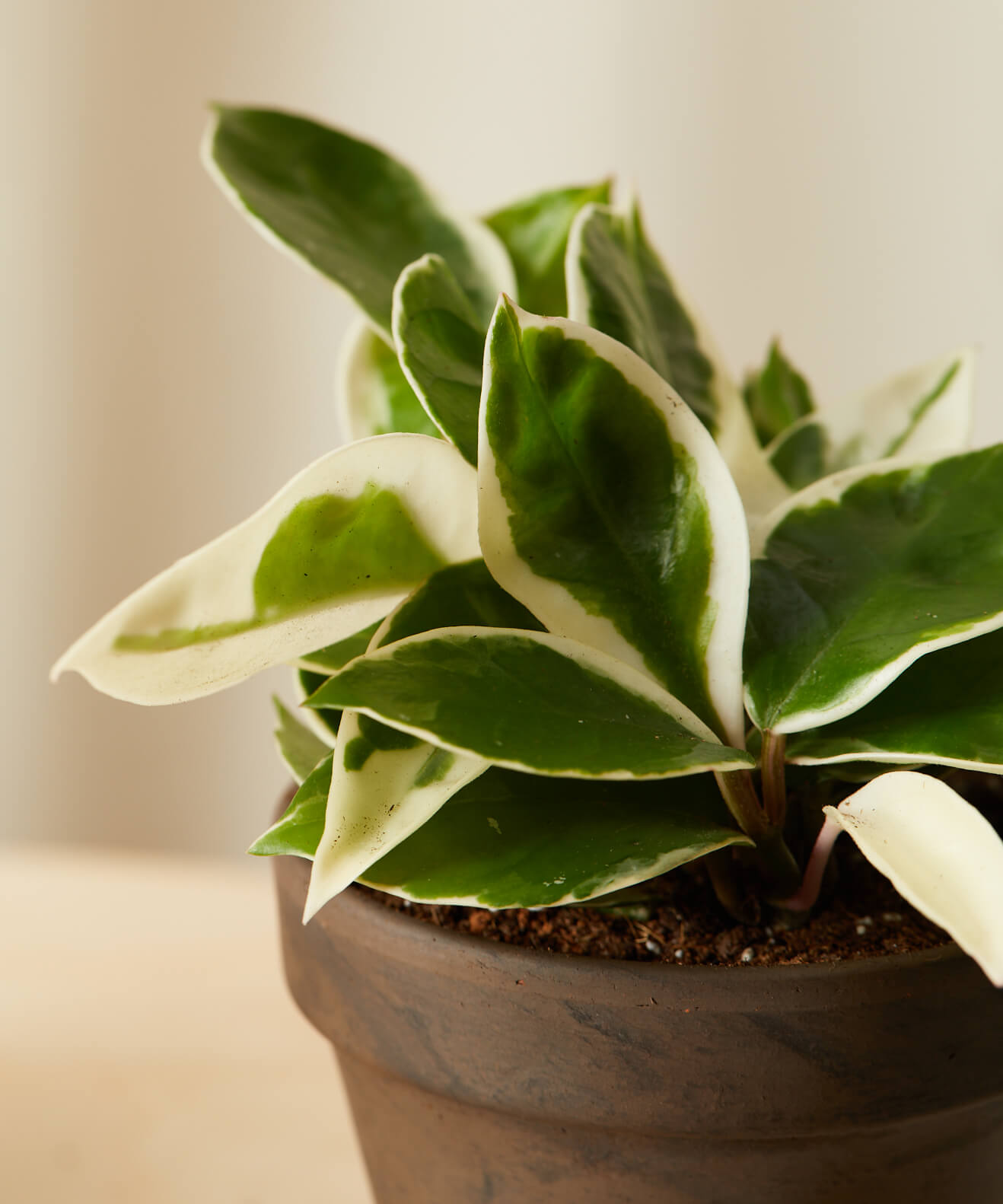 Buy Bloomscape Potted Happy Trails Collection