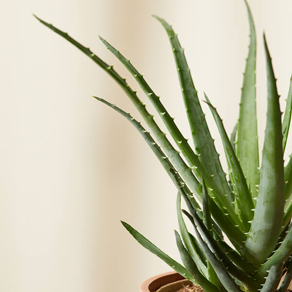 Aloe Care