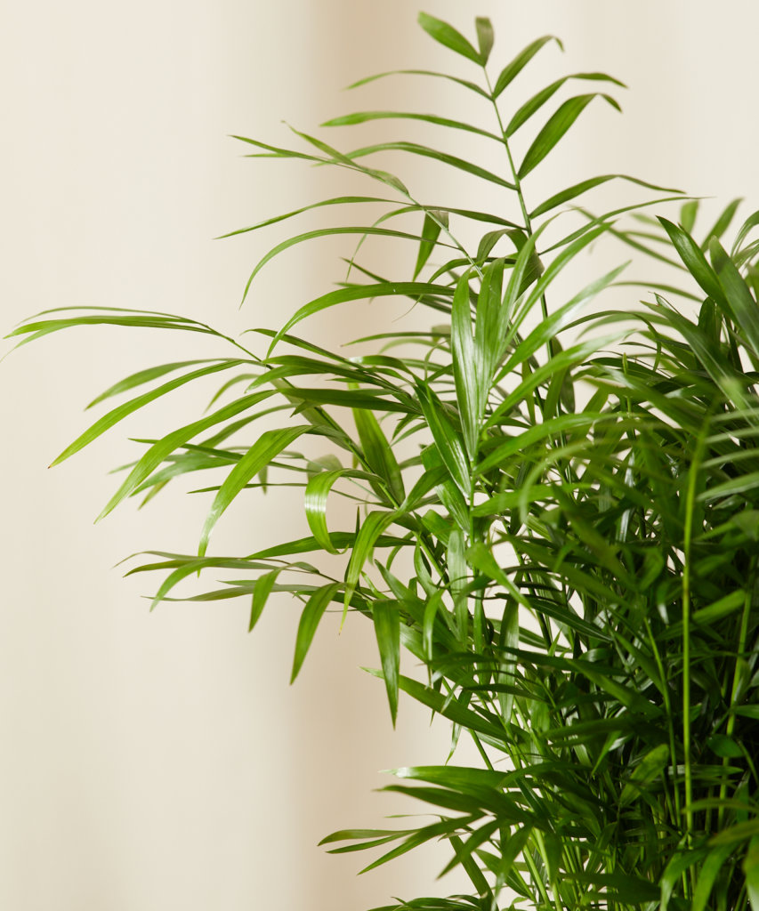 Buy Bloomscape Parlor Palm
