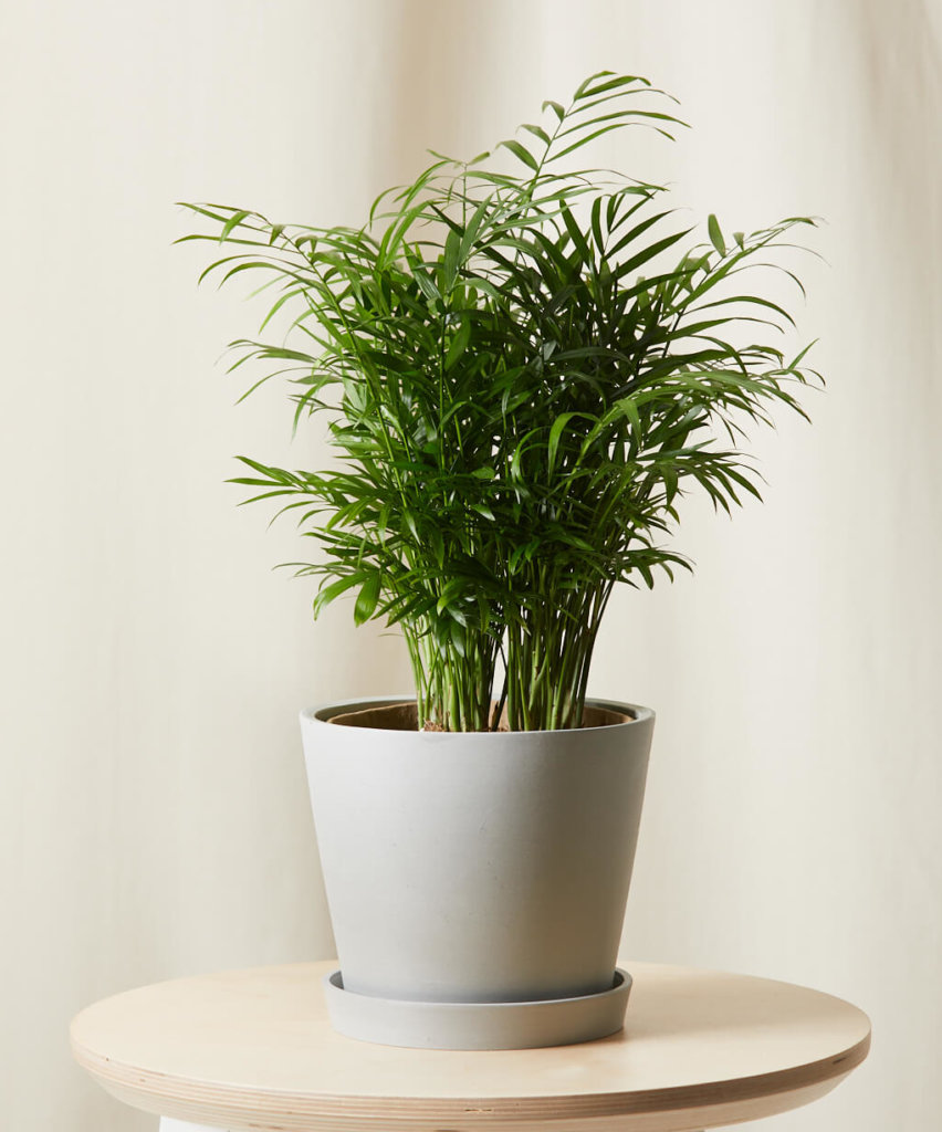Parlor Palm with soft, arching fronds