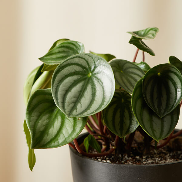 Peperomia Care