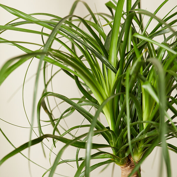 Ponytail Palm Care