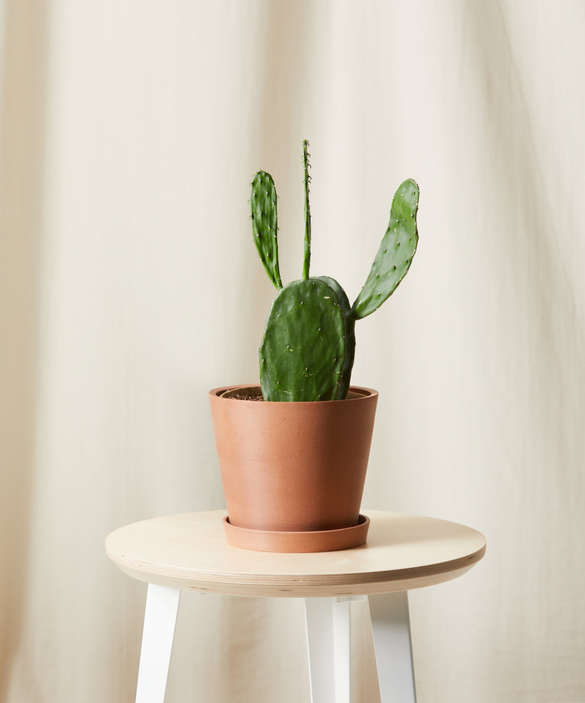 Buy Bloomscape Potted Prickly Pear Cactus