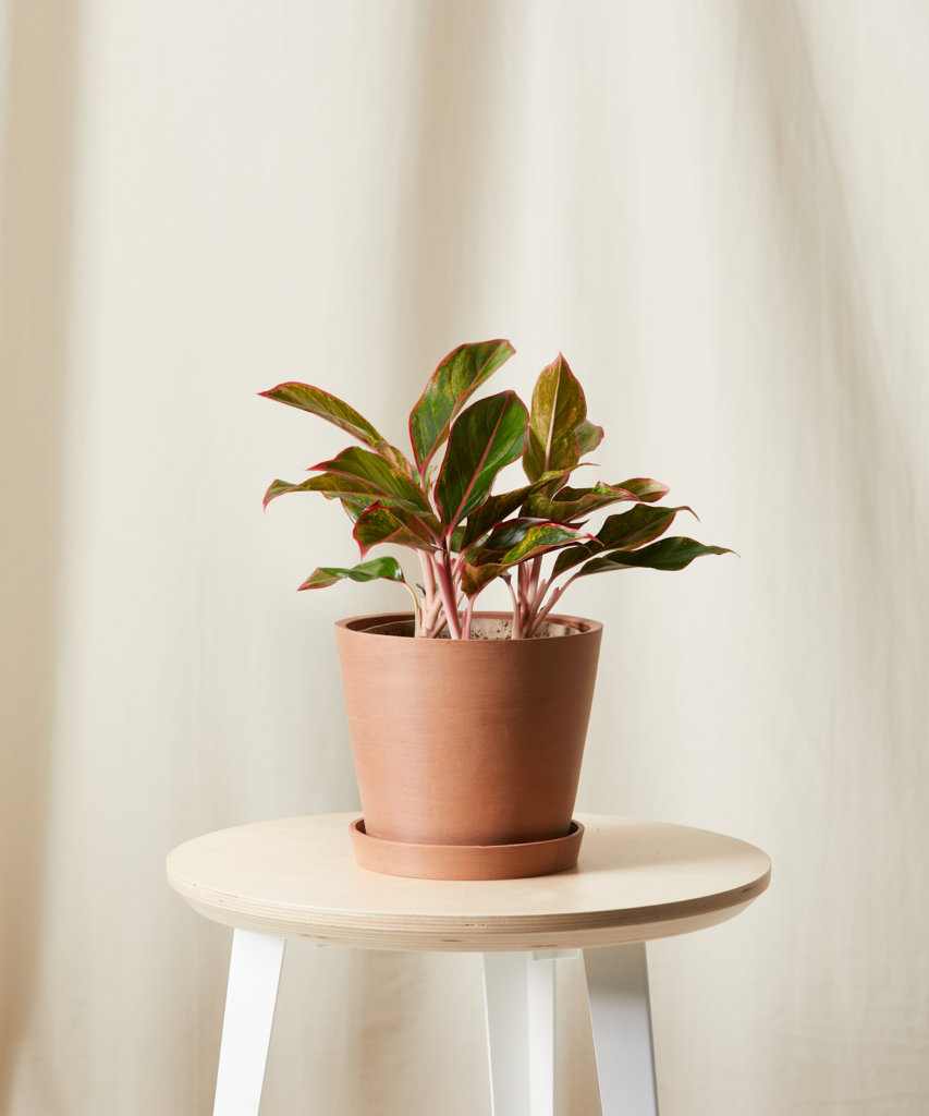 Buy Bloomscape Potted Red Aglaonema