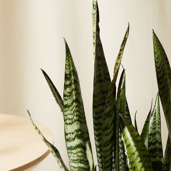Sansevieria Care