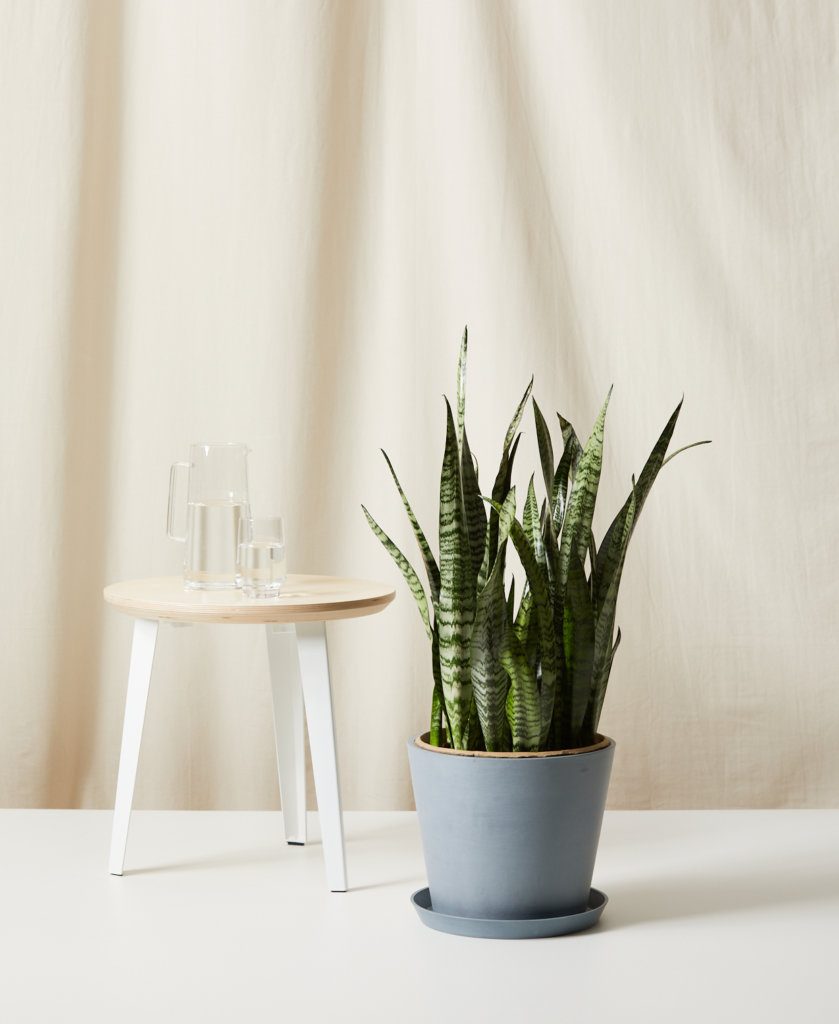 Buy Bloomscape Potted Sansevieria