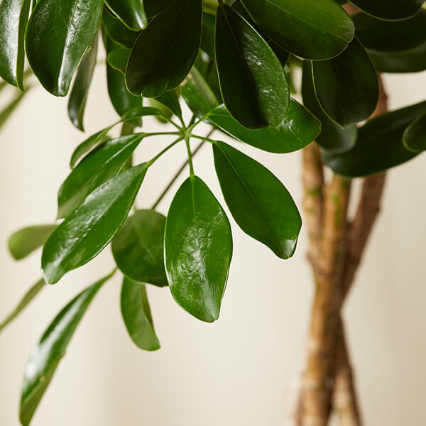 Schefflera Care