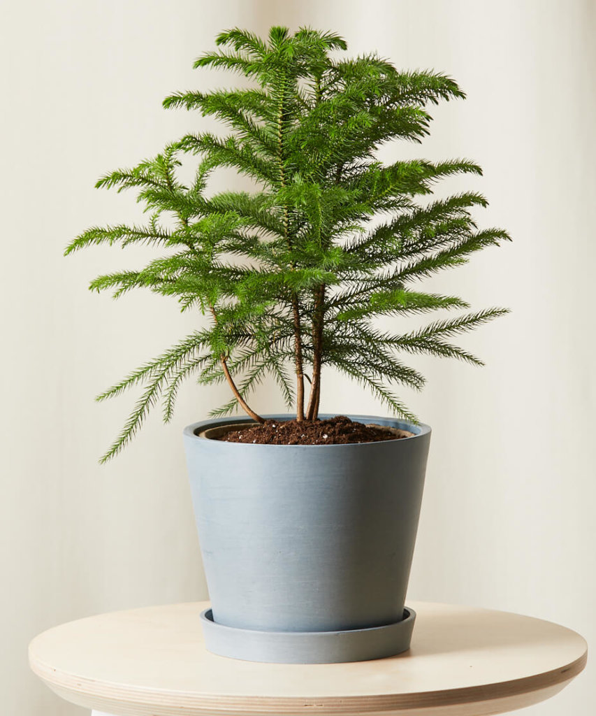 Buy Bloomscape Potted Tabletop Norfolk Pine