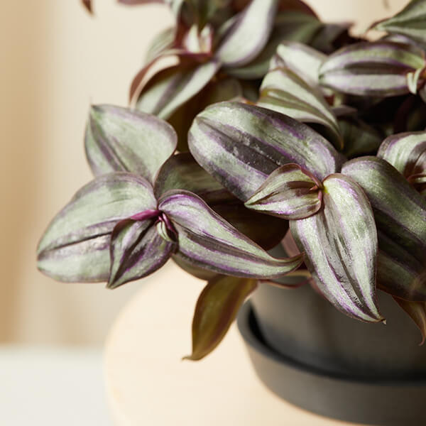 Tradescantia Care