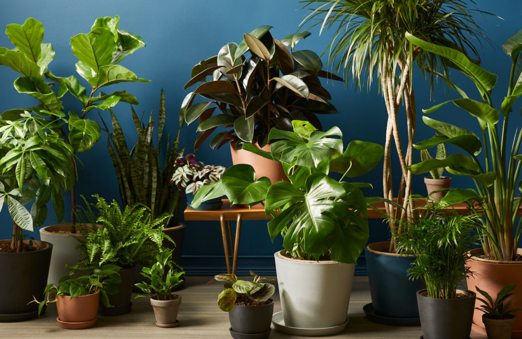 Bloomscape | Buy potted indoor plants online