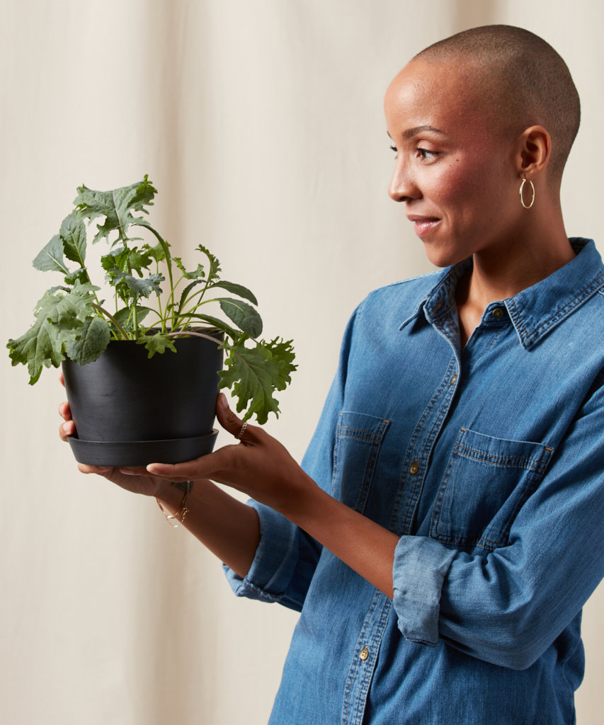 Buy Bloomscape Potted Kale Storm