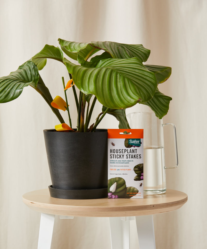 Buy Bloomscape Sticky Stakes