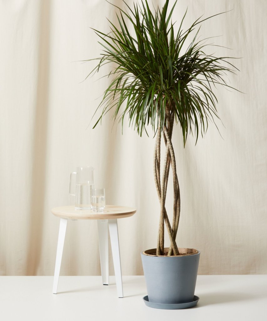 Bloomscape Extra-Large Dracaena Marginata Open Weave potted in Slate Ecopot.