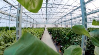 A Plant's Journey Home