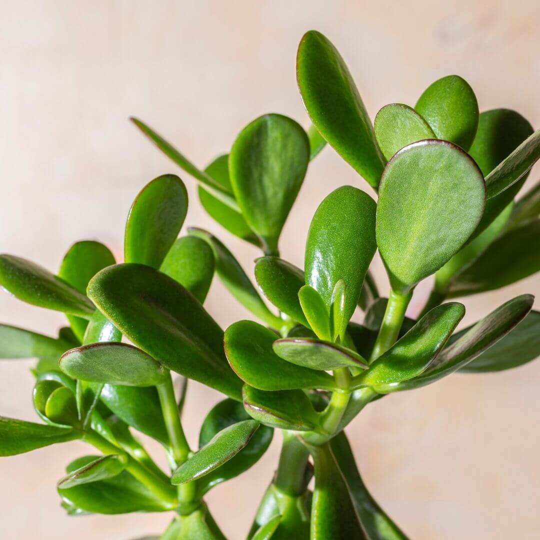 Jade Plant Care