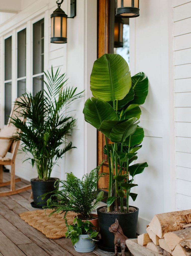 Shop large and extra large Bloomscape plants