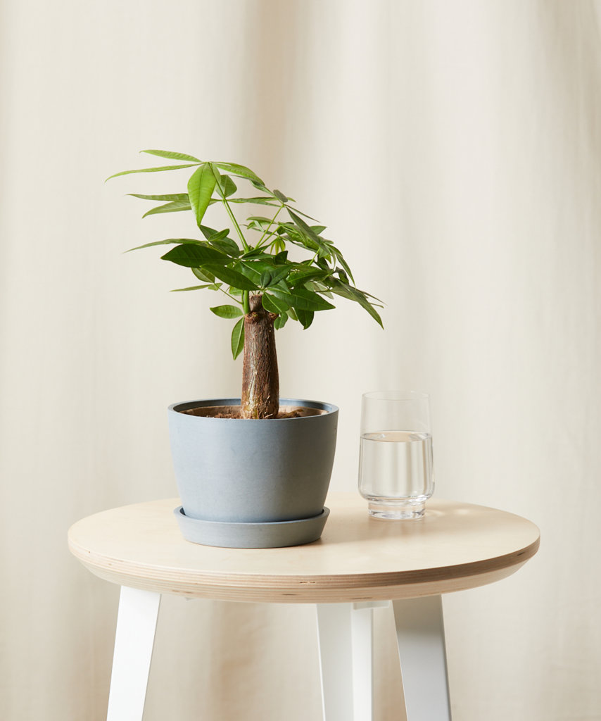 Mini Money Tree in decorative pot