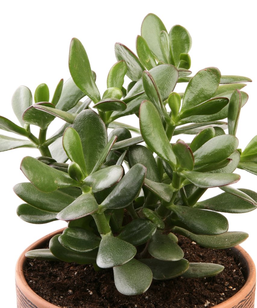 Jade Plant with thick oval green leaves in a pot