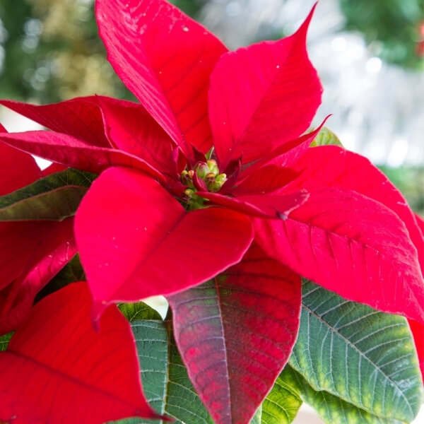 Poinsettia