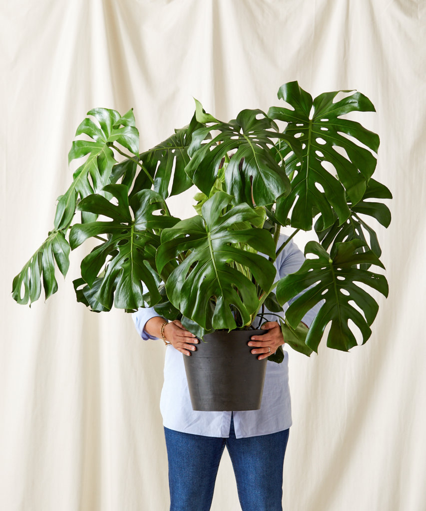 Person holding large Monstera deliciosa plant in gray pot indoors.