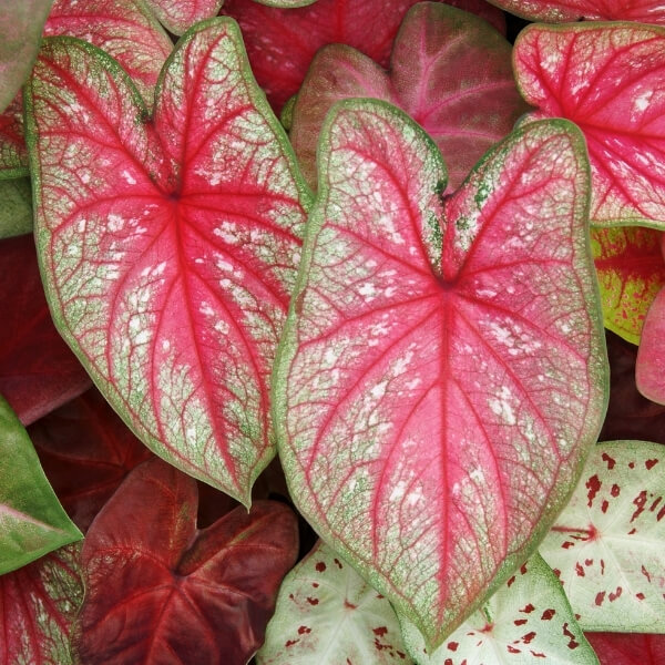 Caladium