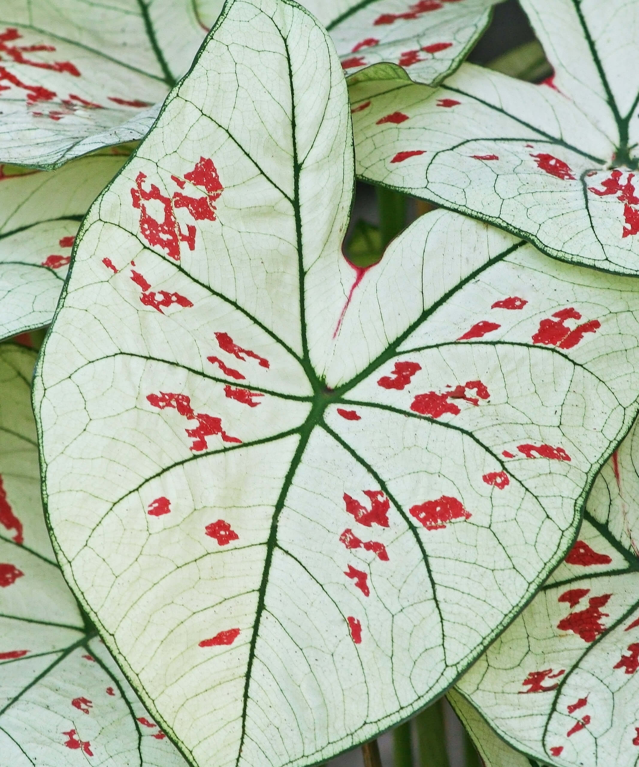 Buy Bloomscape Caladium Indoor Plant
