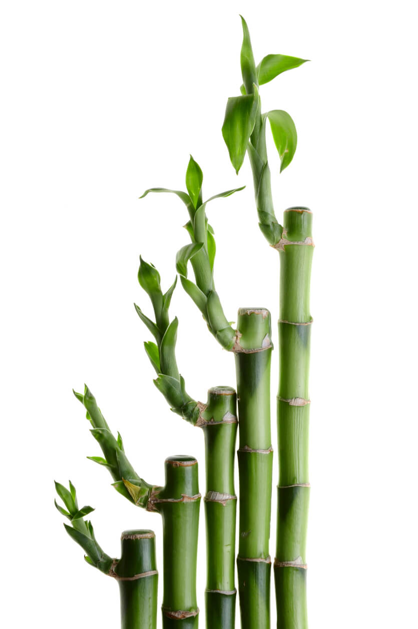 Lucky Bamboo