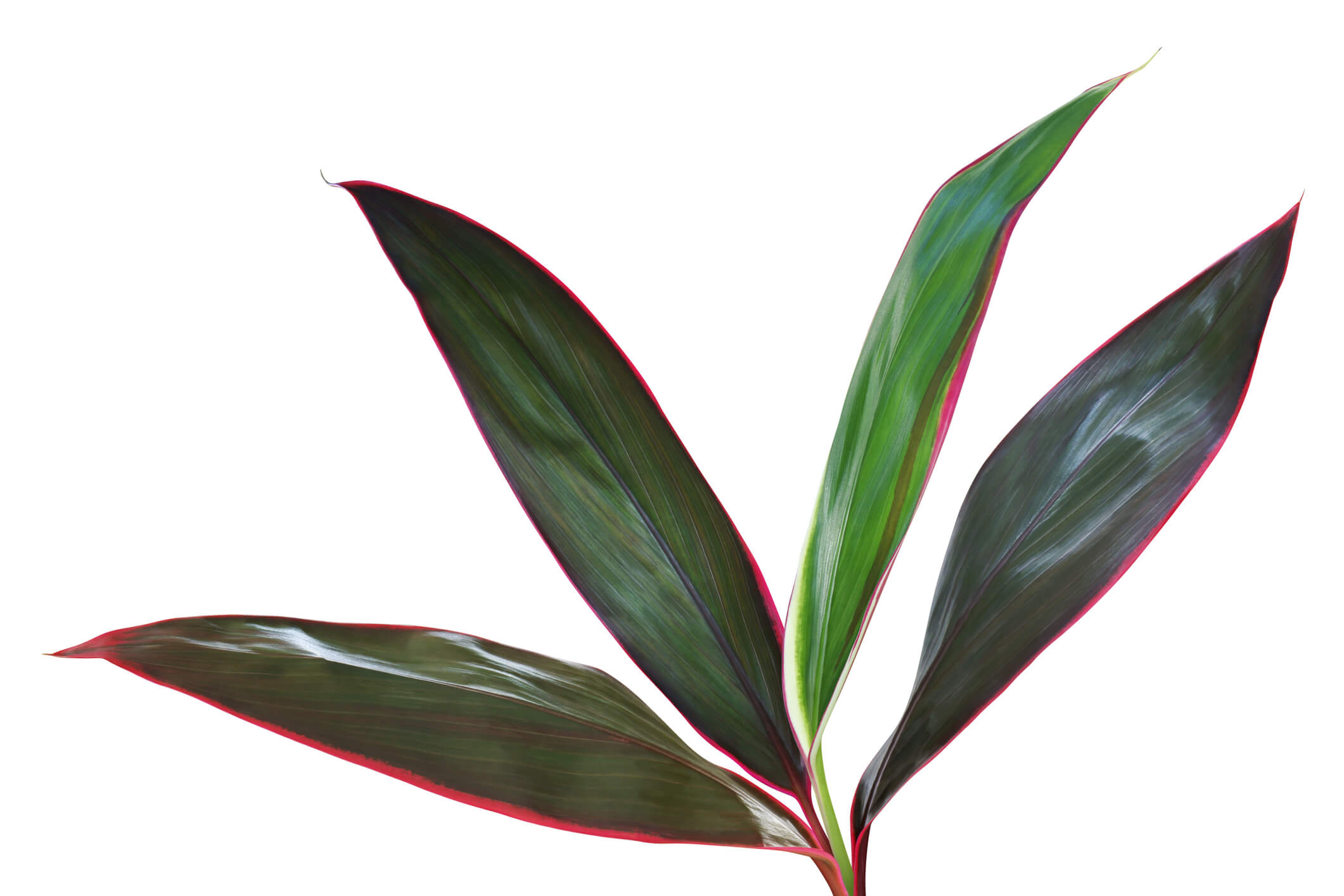 Buy Bloomscape Cordyline Indoor Plant