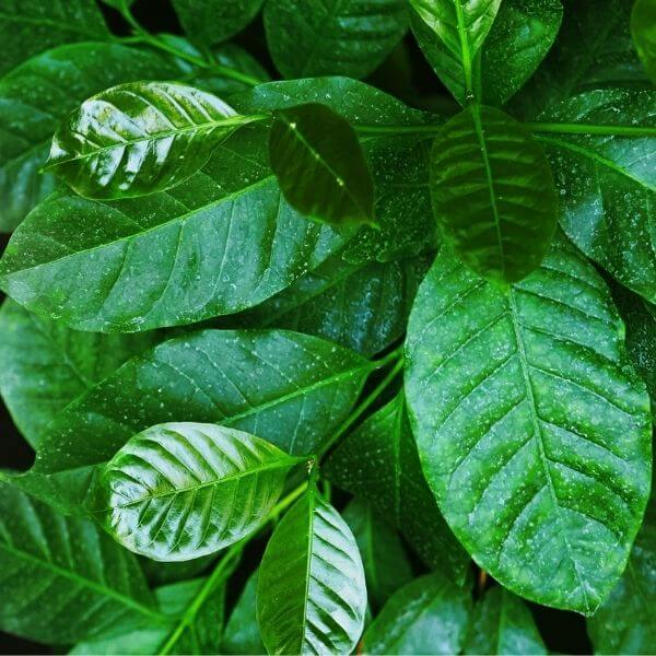 Coffee Plant Care