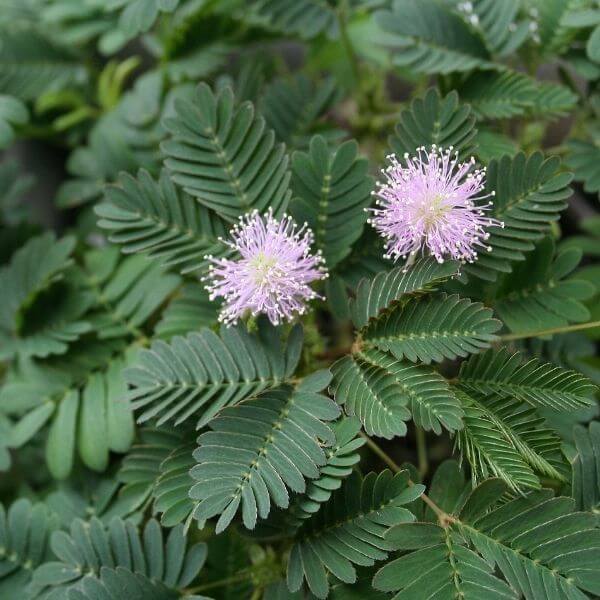 Sensitive Plant Care