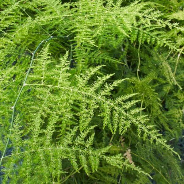 Asparagus Fern Care