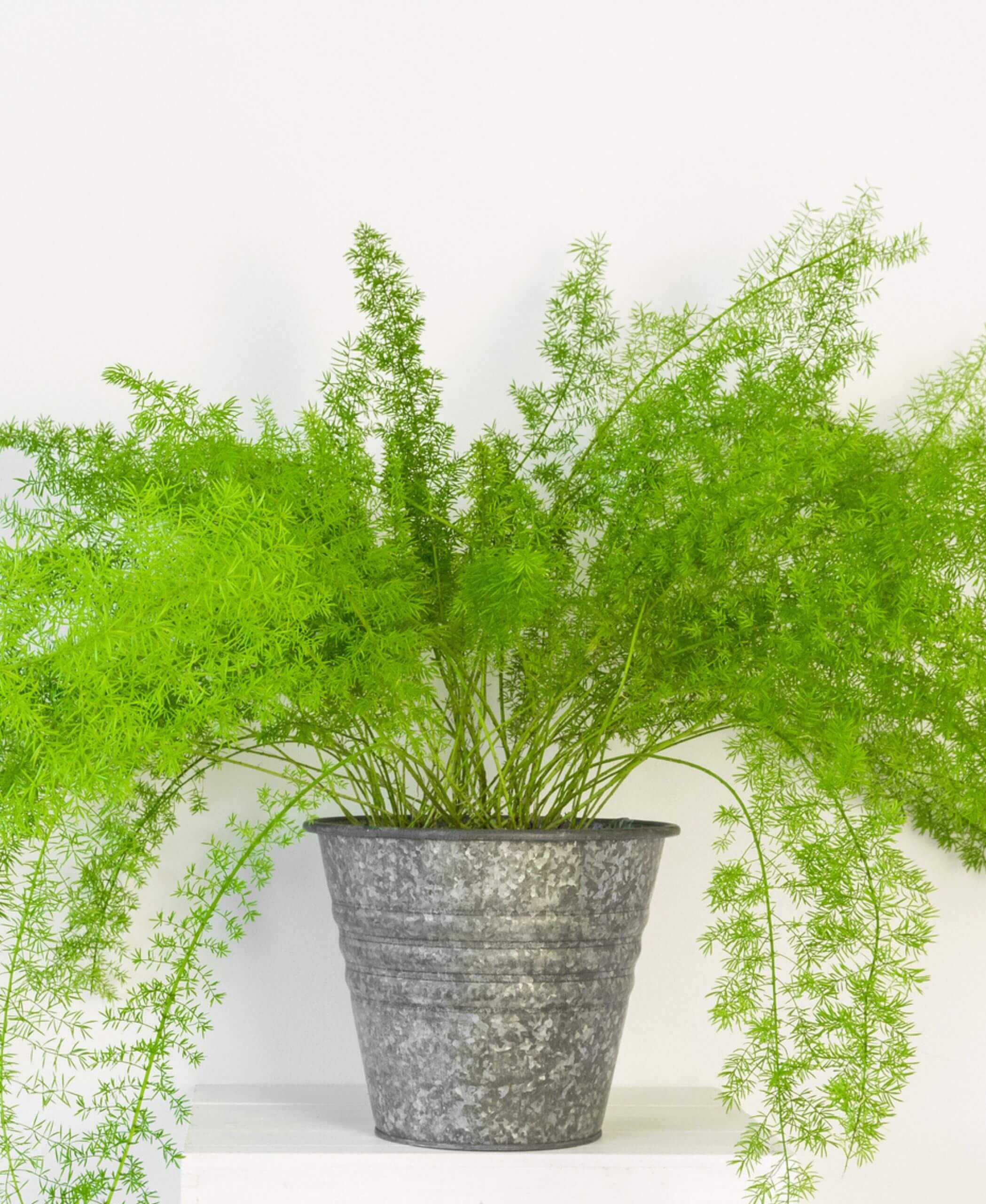 Buy Bloomscape Asparagus Fern Indoor Plant