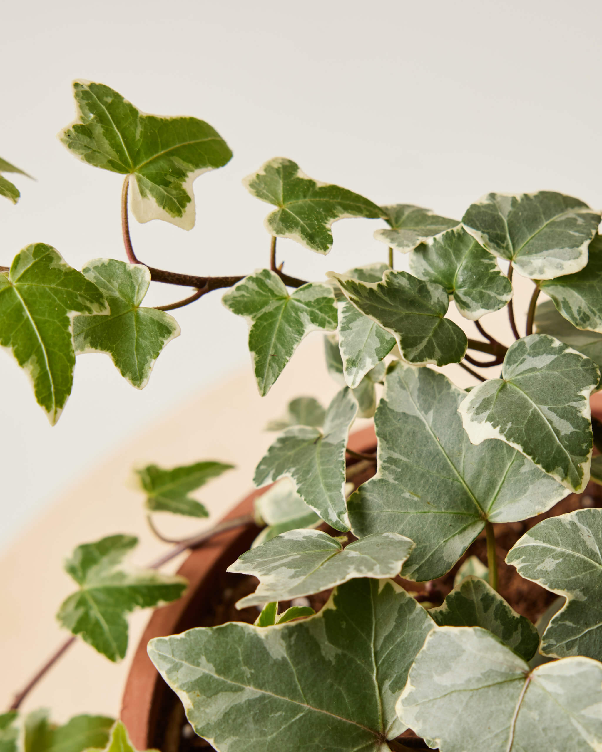 Buy Bloomscape Ivy Indoor Plant