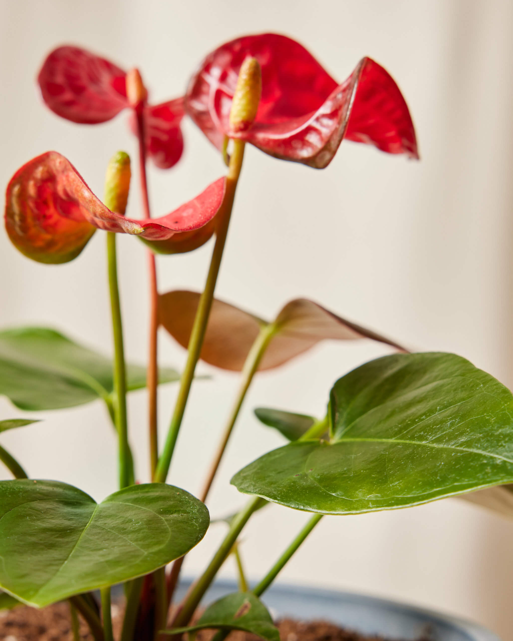 Red Anthurium