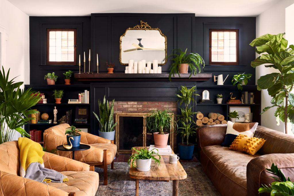 Bloomscape Best Indoor Plants for Dark Spaces. 